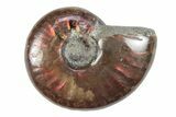 1 to 1 1/4" Flashy Red Iridescent Ammonite Fossil - Photo 3